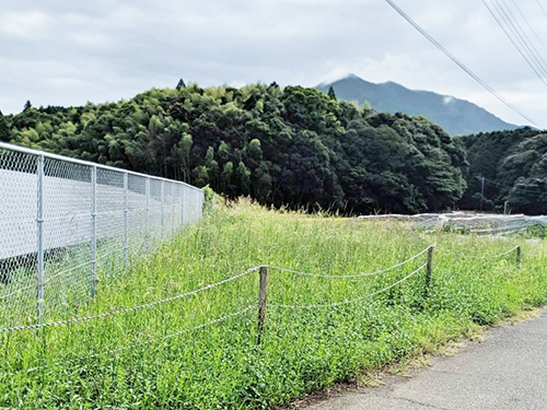 除草作業